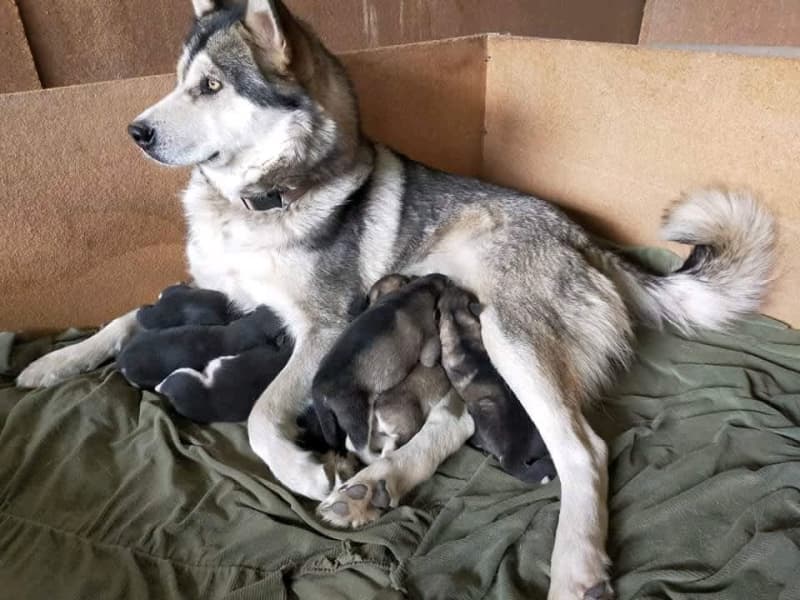 Ảnh Chó Alaska Con Đang Ăn