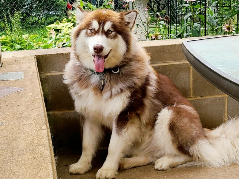 Cách chăm sóc chó Alaska nâu đỏ