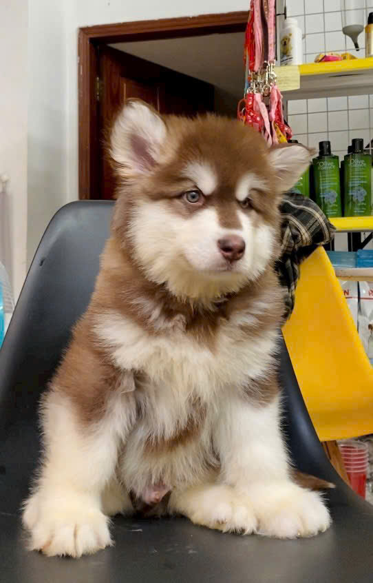 Chó Alaska