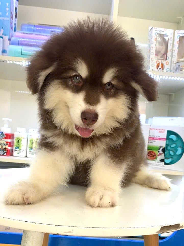 Chó Alaska lông xù