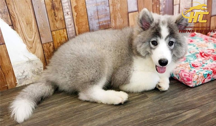 alaska-phan-lai-samoyed