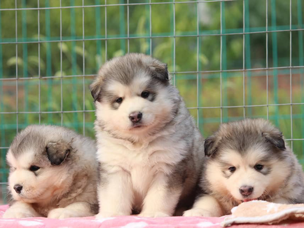 Chó alaska thuần chủng