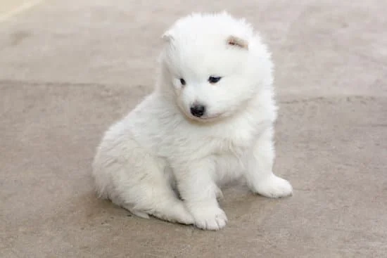Chó Alaska trắng con