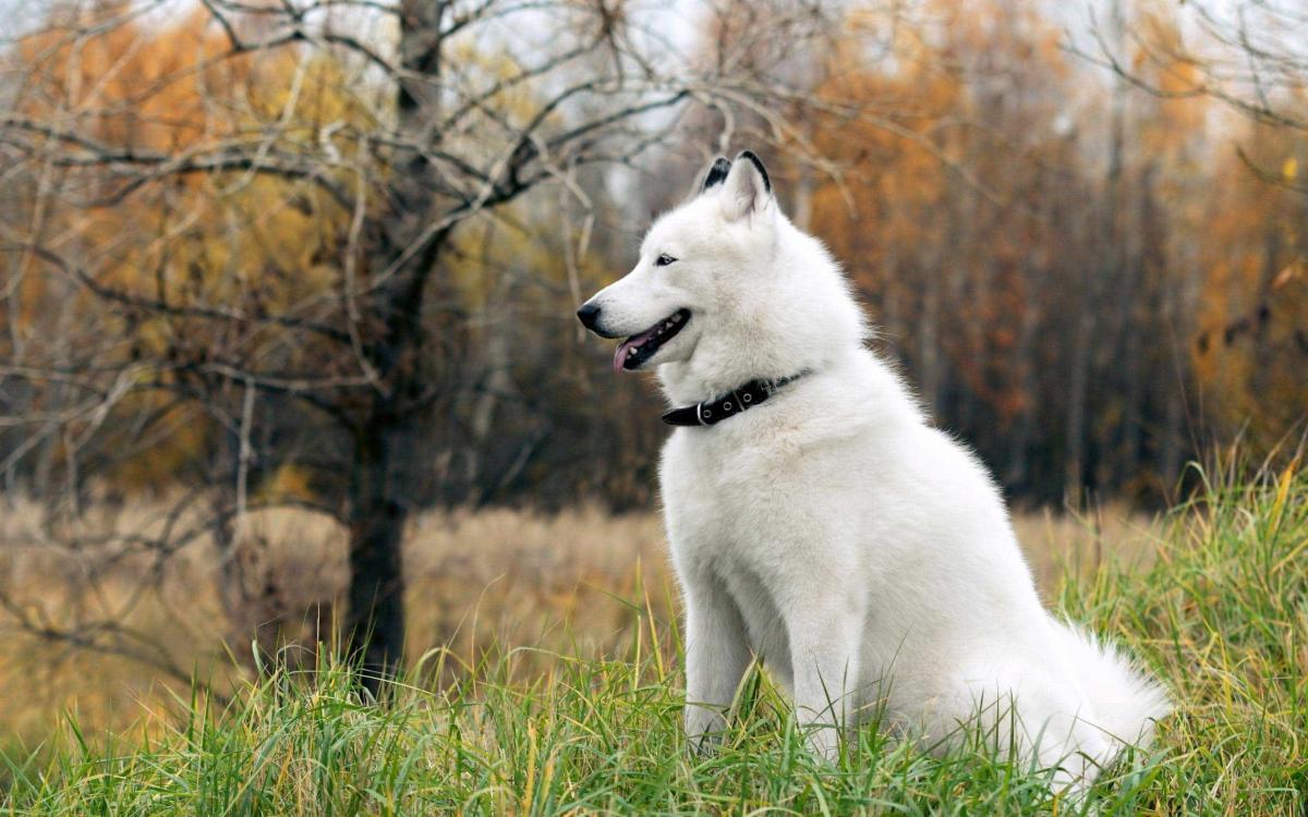Chó Alaska