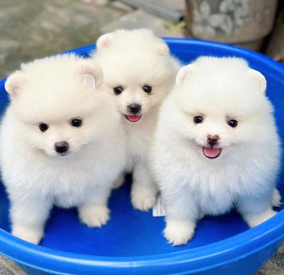 Chó Alaska con màu trắng