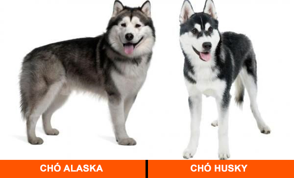 alaska-va-husky