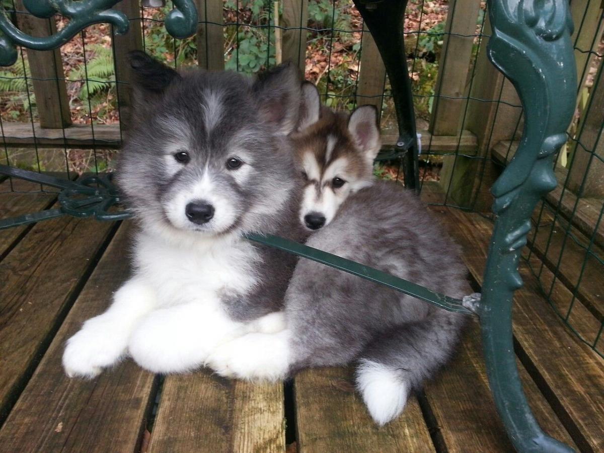 alaska-xam-lai-samoyed