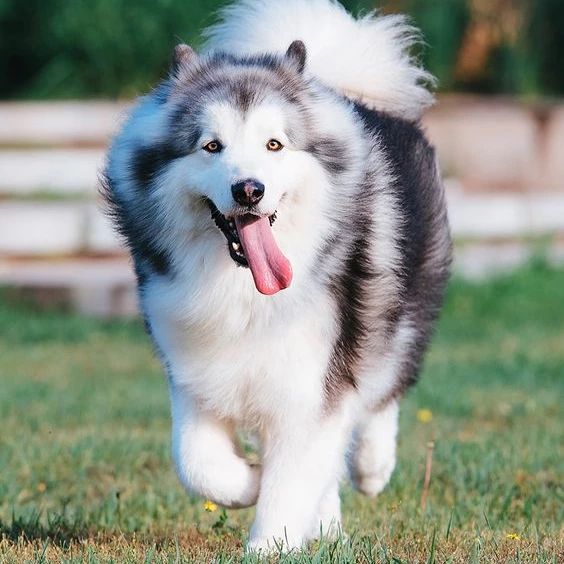 Chó Alaska