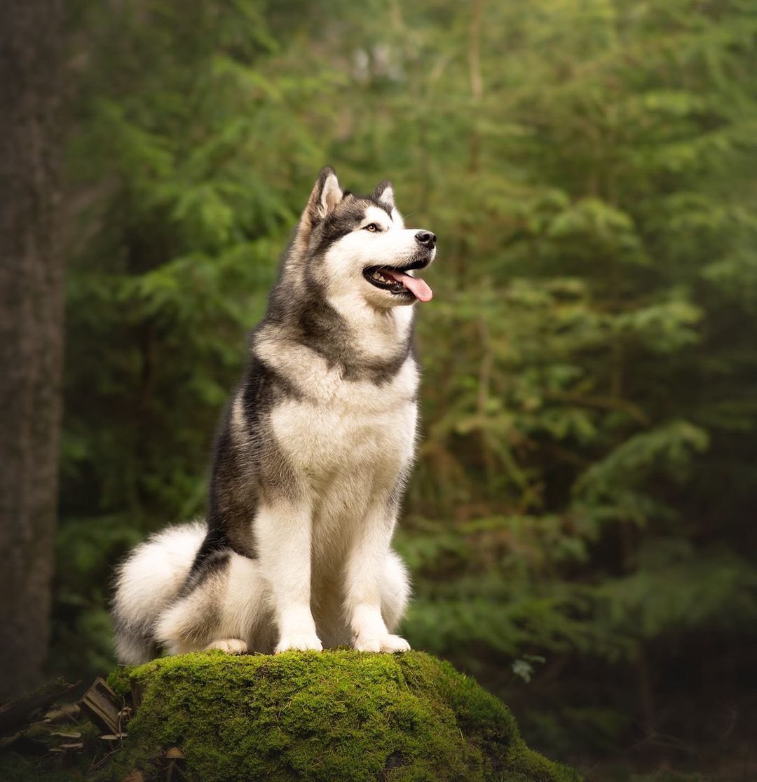 Hình nền chó Alaska đẹp