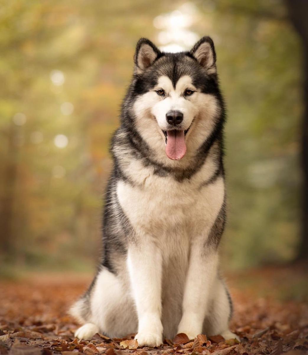 Hình nền chó Alaska đẹp