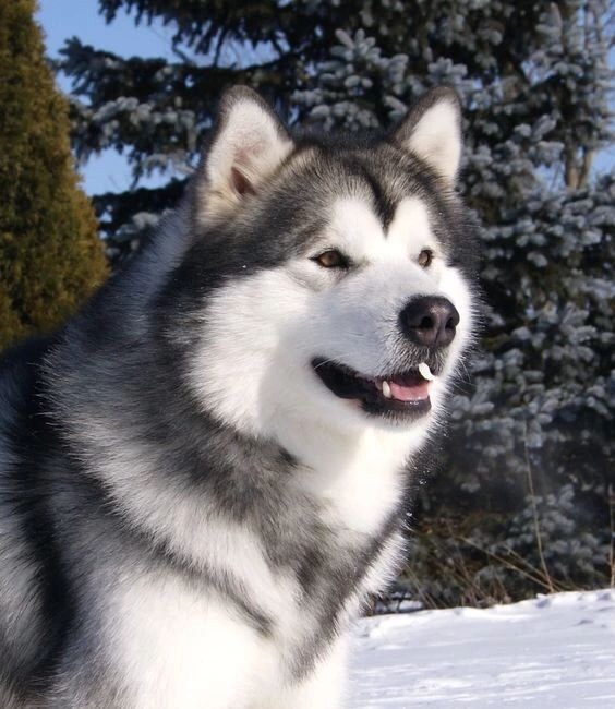 Chó Alaska