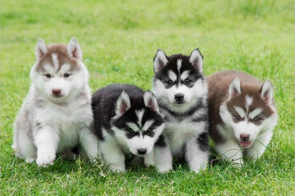 Chó Alaska 6 tháng tuổi