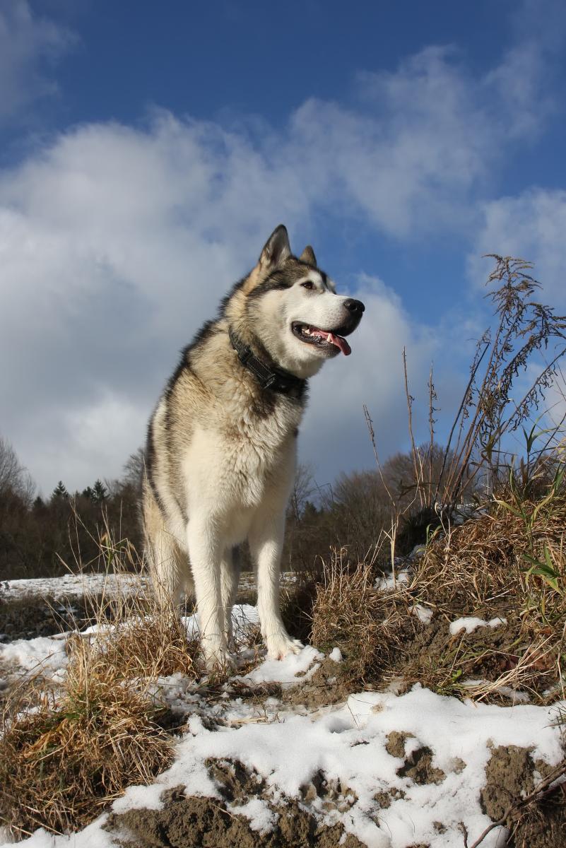 Chó alaska malamute