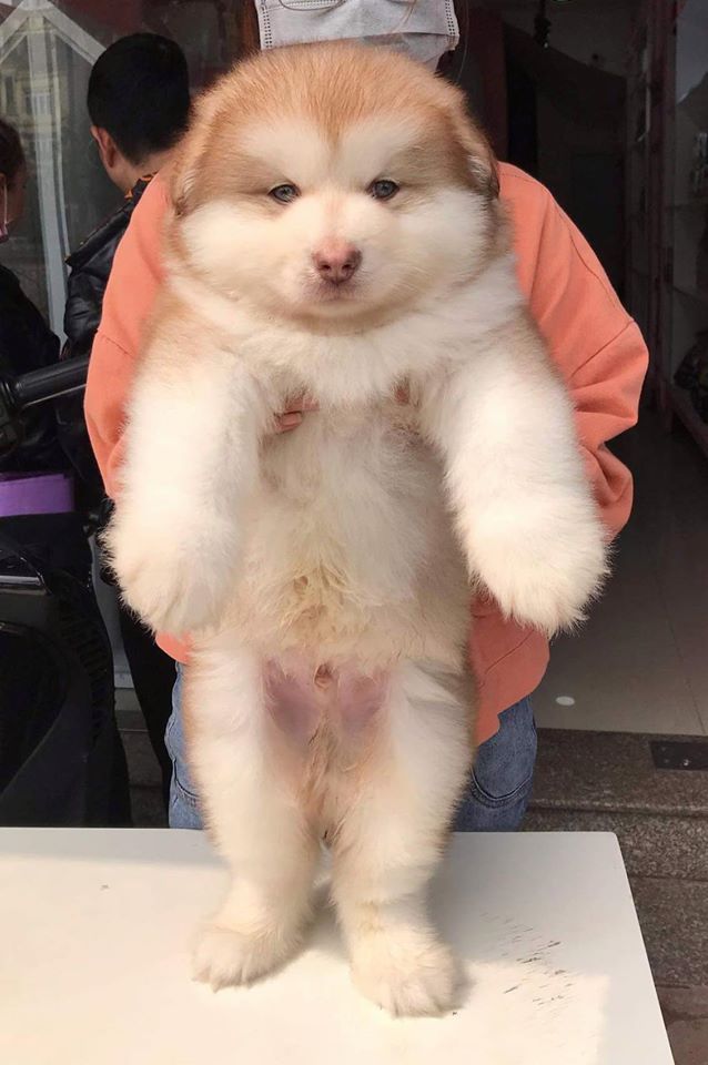 Chó Alaska màu hồng phấn