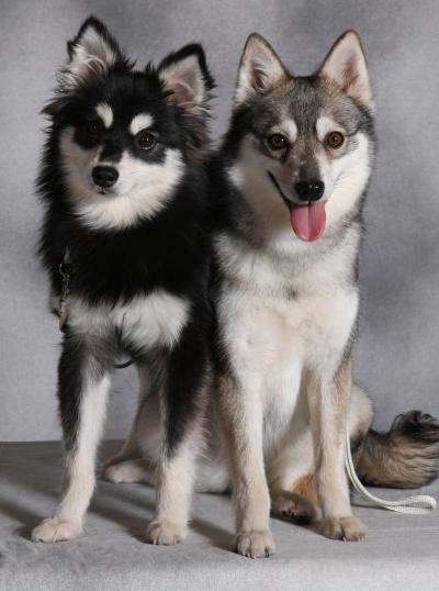 Chó Alaskan Klee Kai