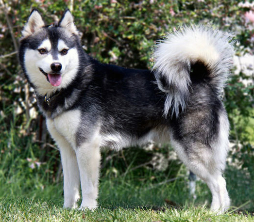 Chó Alaskan Klee Kai