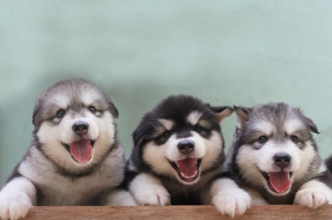 Hình nên chó Alaska con