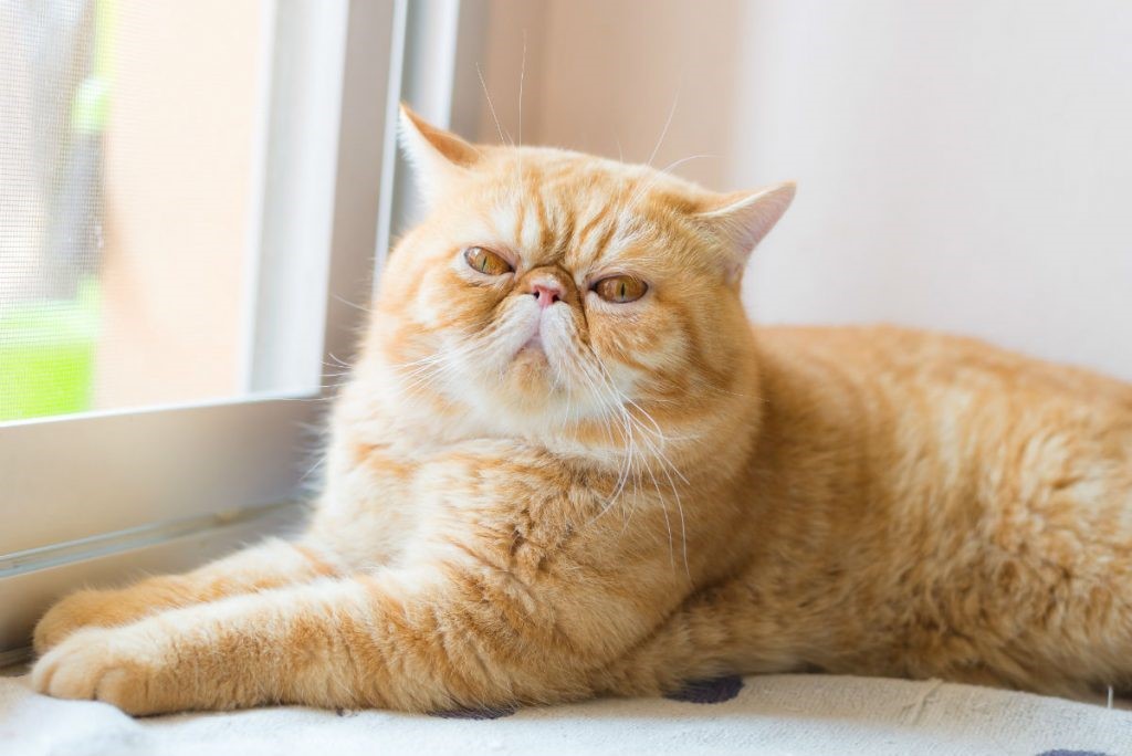 Chiều cao cân nặng mèo ba tư