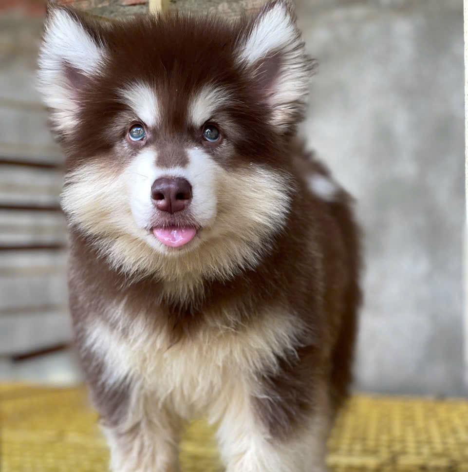 Giống chó alaska giá rẻ