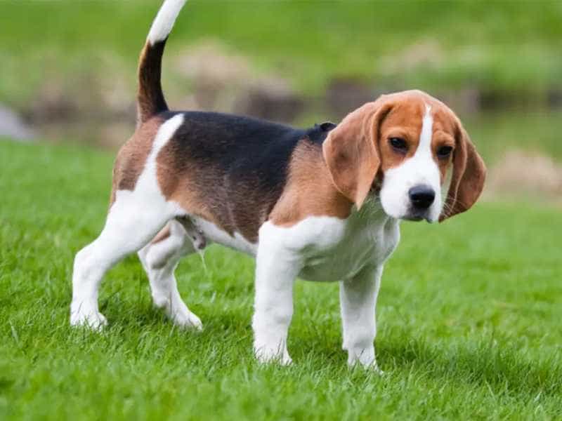 Mua Bán Chó Beagle. Giới Thiệu Chó Beagle, Cách Nuôi Và Cách Chăm Sóc