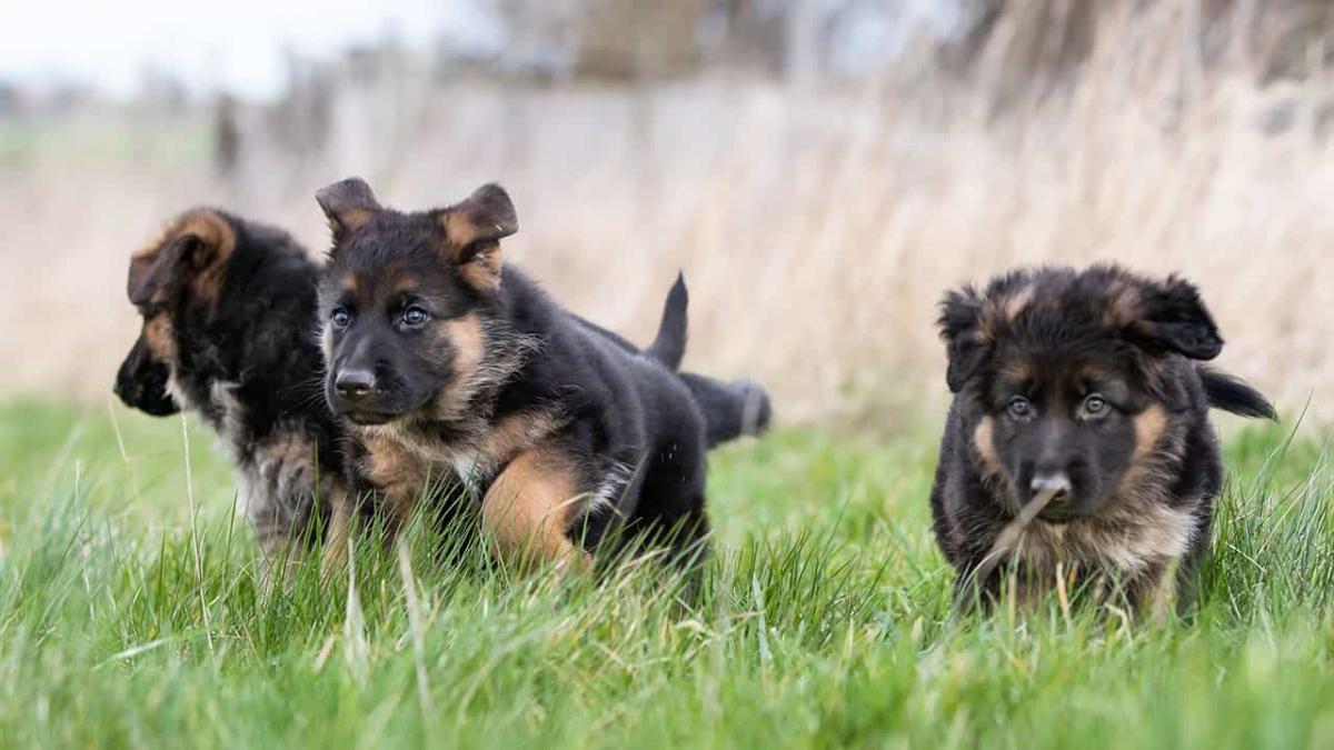 Chó Becgie Đức con