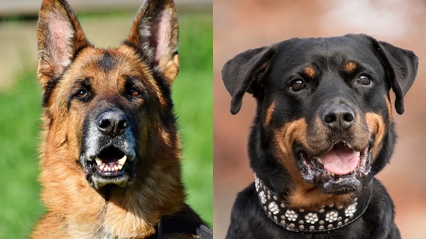 Chó Becgie Đức lai Rottweiler