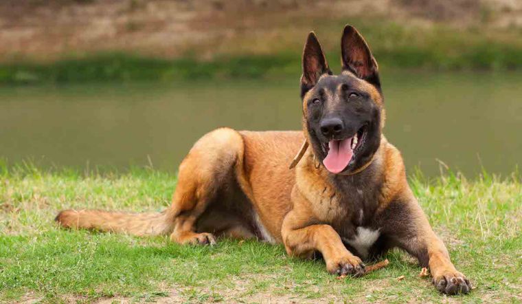 Giống chó Becgie Malinois