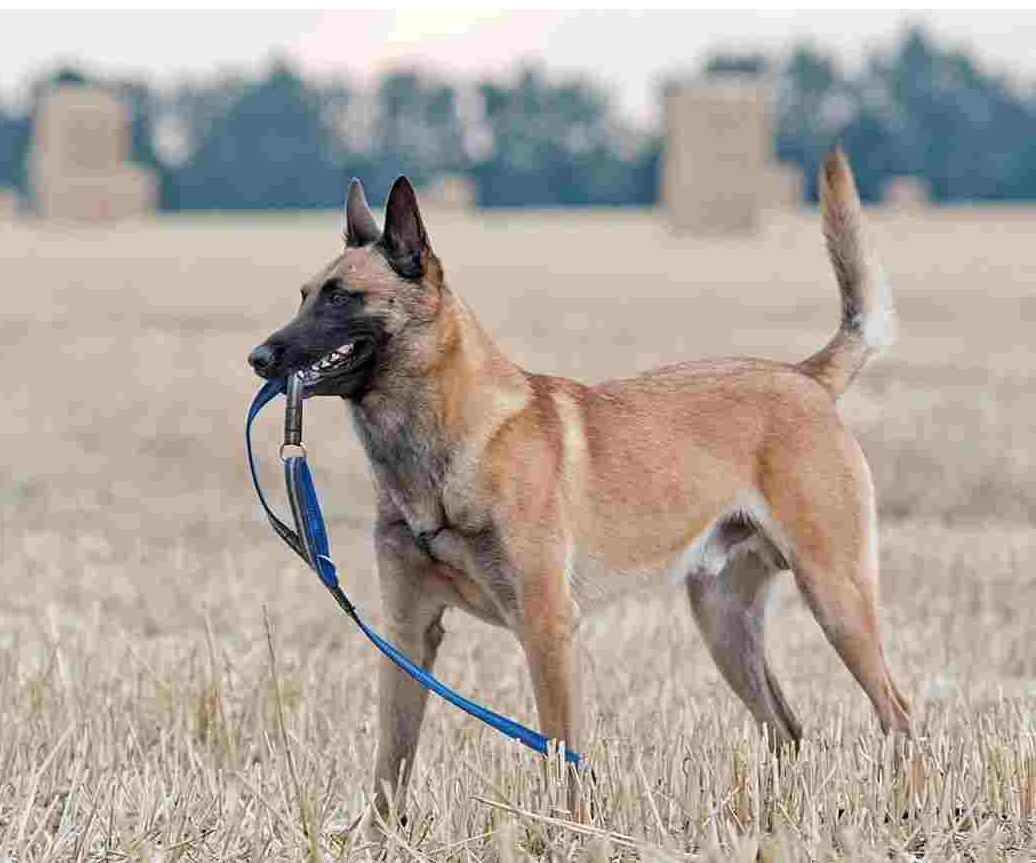 Giống chó Becgie Bỉ