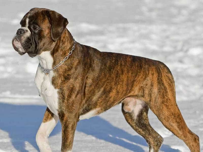 Giống chó Boxer- Chó Võ Sĩ Dũng Cảm | Sieupet.com