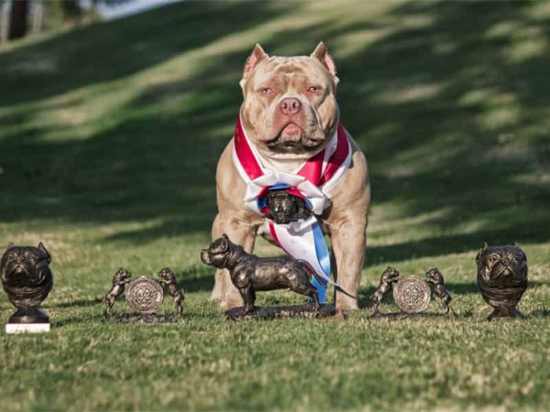 Giá Chó Bully American Ở Việt Nam Hiện Nay, Mua Bully Tại SieuPet