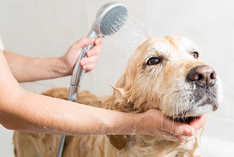 Chó Golden Retriever đang tắm