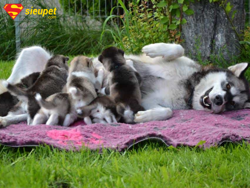 Chó Alaska sơ sinh