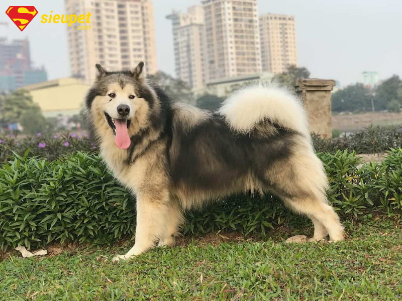 Giai đoạn phát triển của chó Alaska