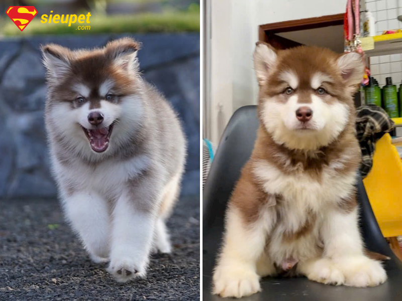 Giai đoạn phát triển của chó Alaska