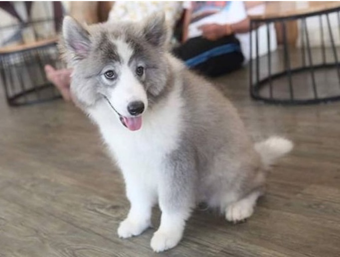 Chó Alaska lai