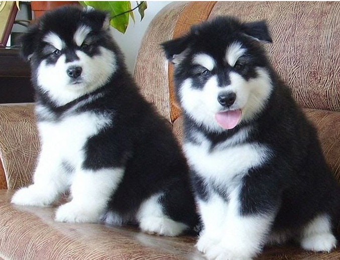 Chó Alaska 6 tháng tuổi