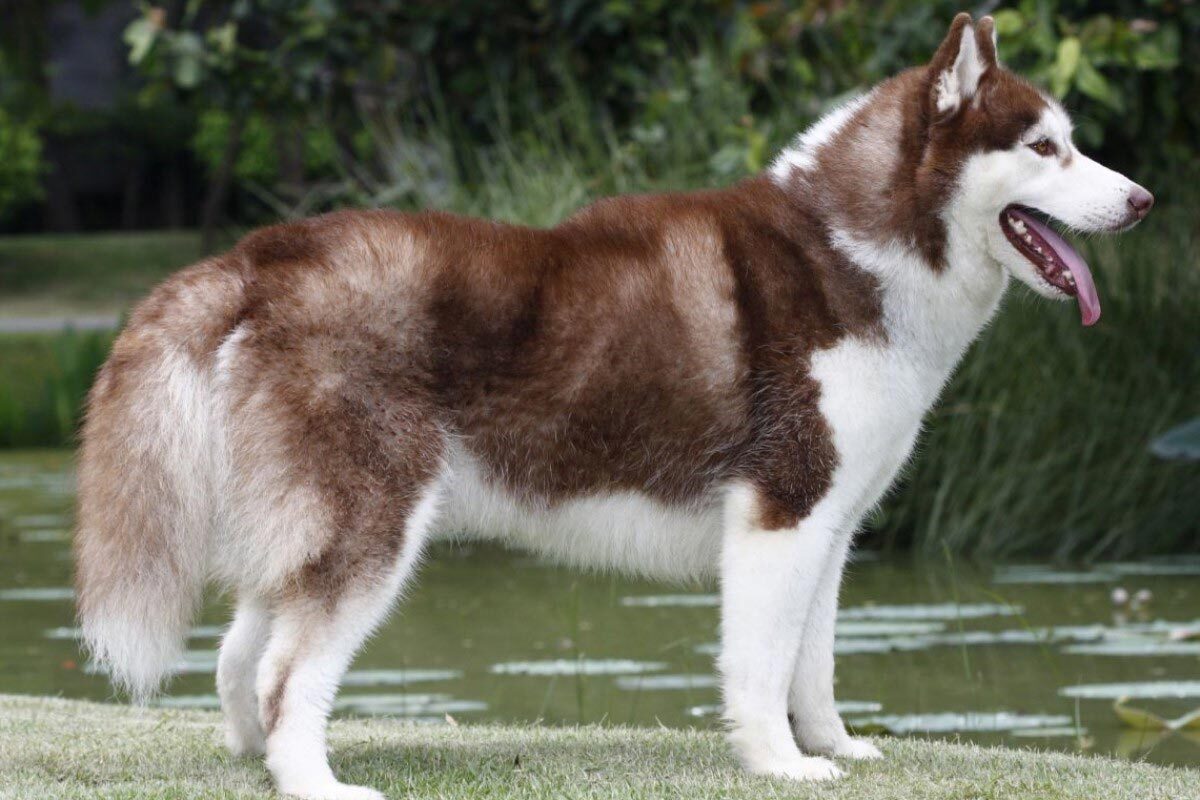 Cách chăm chó alaska