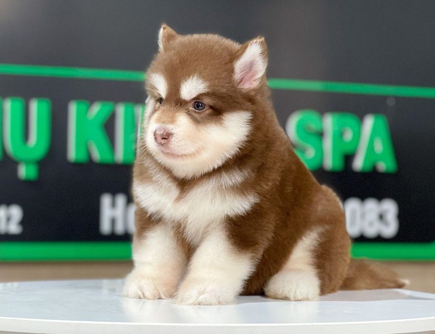 cach-chon-mua-alaska-nau-do