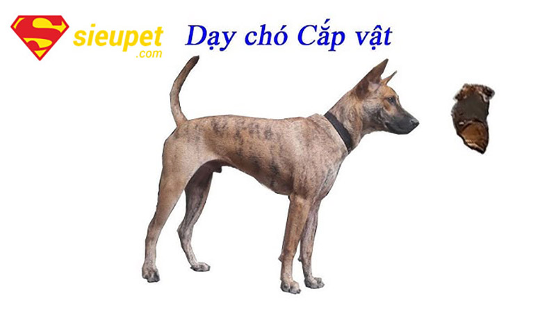Phương pháp dạy chó Phú Quốc hiệu quả