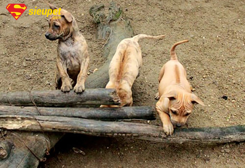 Cách nhận biết chó phú quốc con ở các giai đoạn