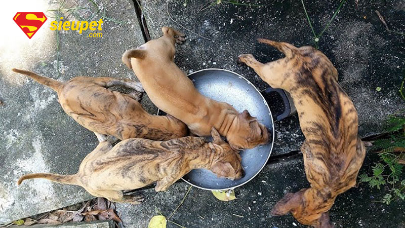 Cách nhận biết chó phú quốc con qua màu lông