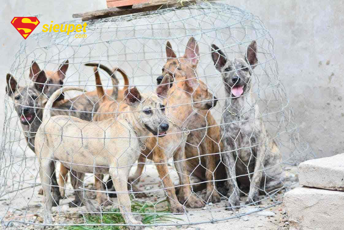 Phân loại các dòng chó Phú Quốc F1