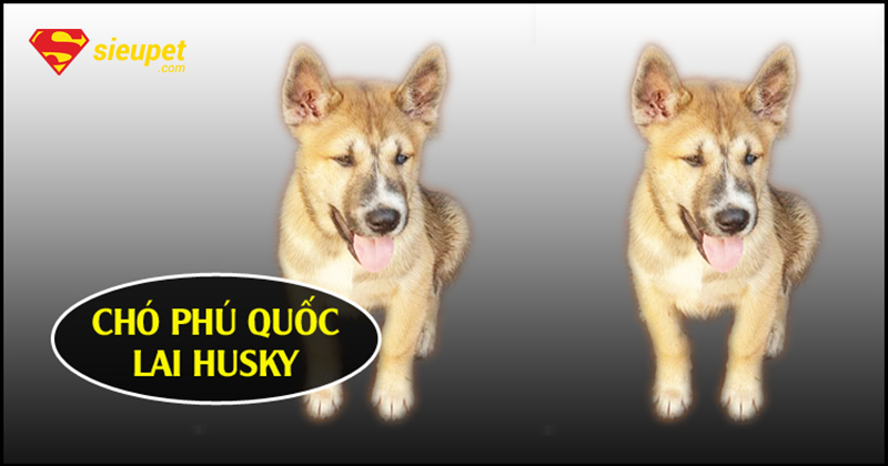 Cách Nhận Biết Chó Phú Quốc Lai và giá bán tham khảo