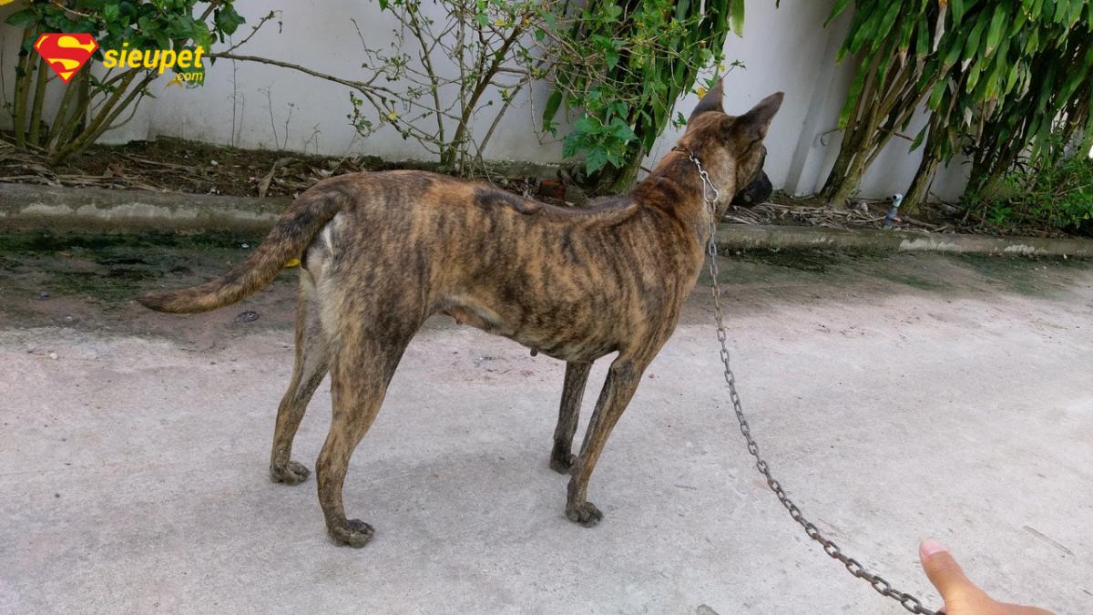 Cách nuôi chó Phú Quốc ở đất liền với đặc điểm xoáy lưng đặc trưng