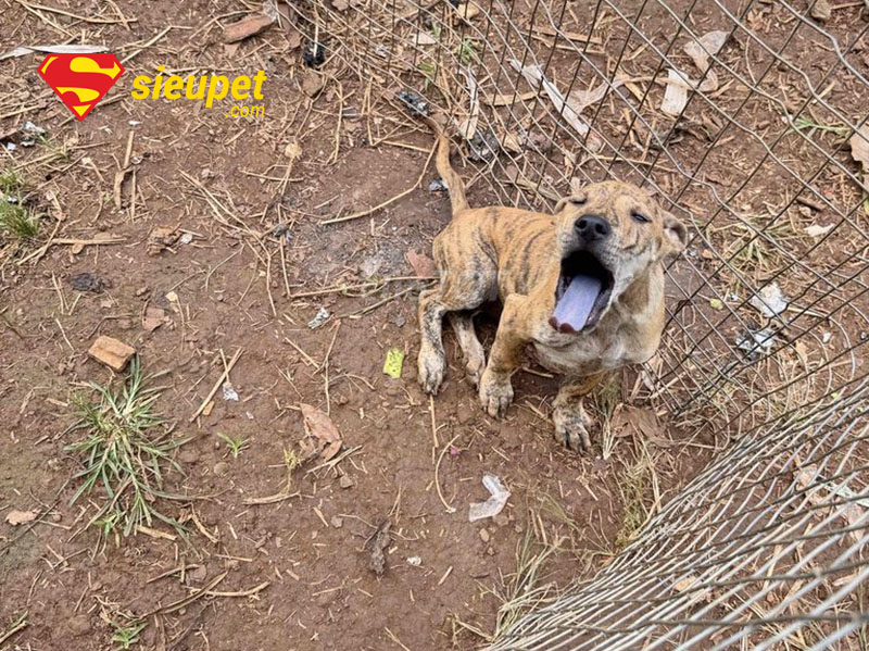 Môi trường sống là thách thức trong cách nuôi chó Phú Quốc ở đất liền