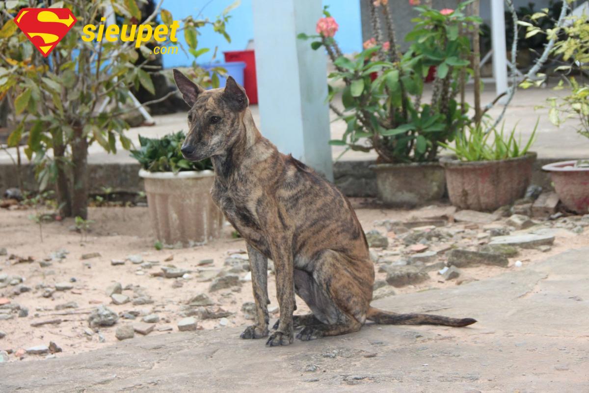 Lưu ý quan trọng về cách nuôi chó Phú Quốc ở đất liền hiệu quả