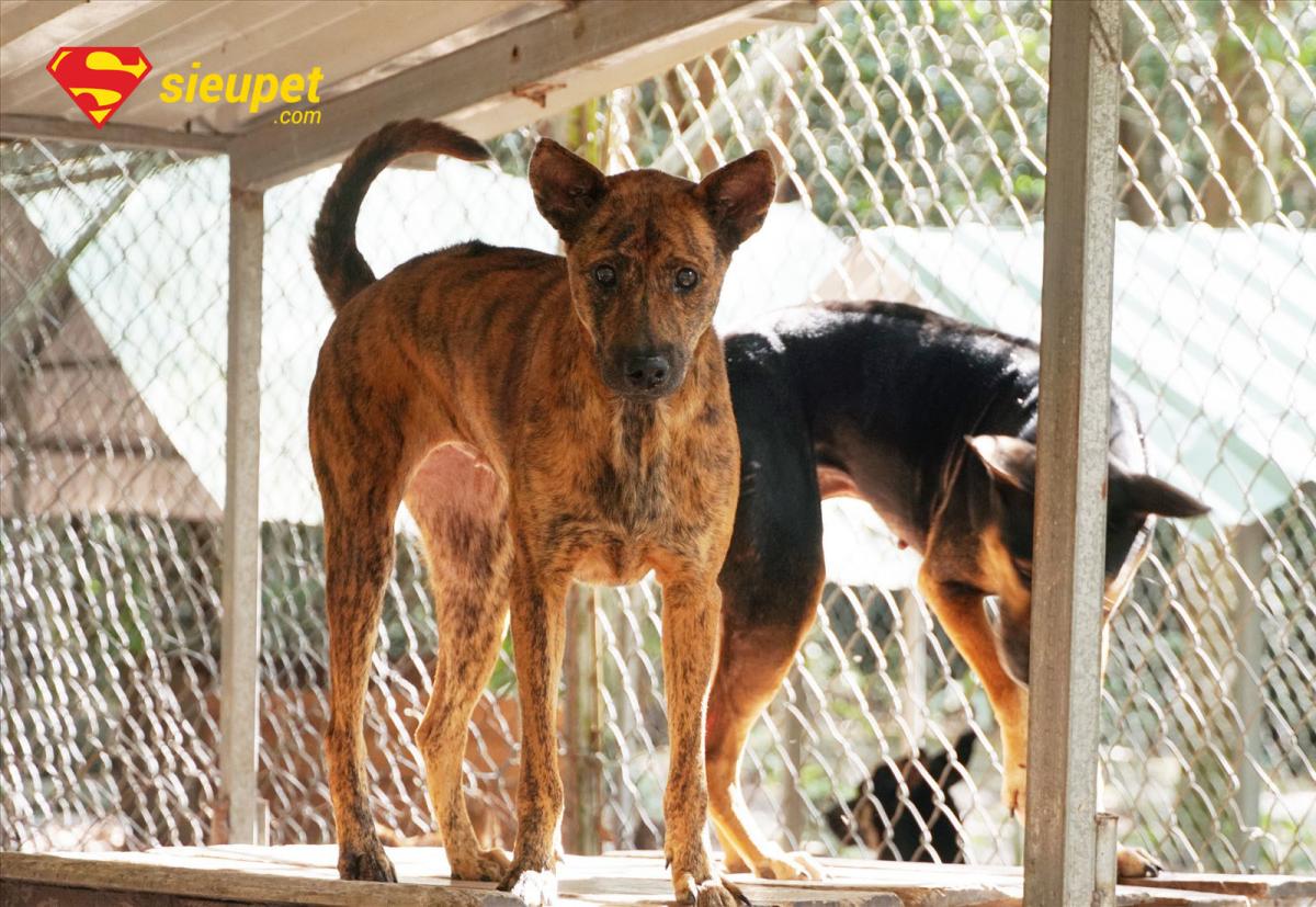 Dinh dưỡng là yếu tố cốt lõi trong cách nuôi chó Phú Quốc ở đất liền