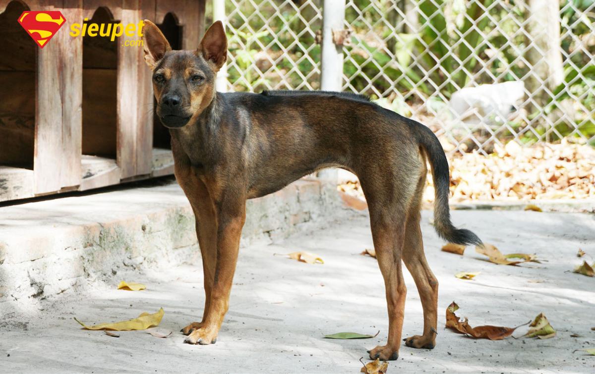 Giải đáp thắc mắc về cách nuôi chó Phú Quốc ở đất liền