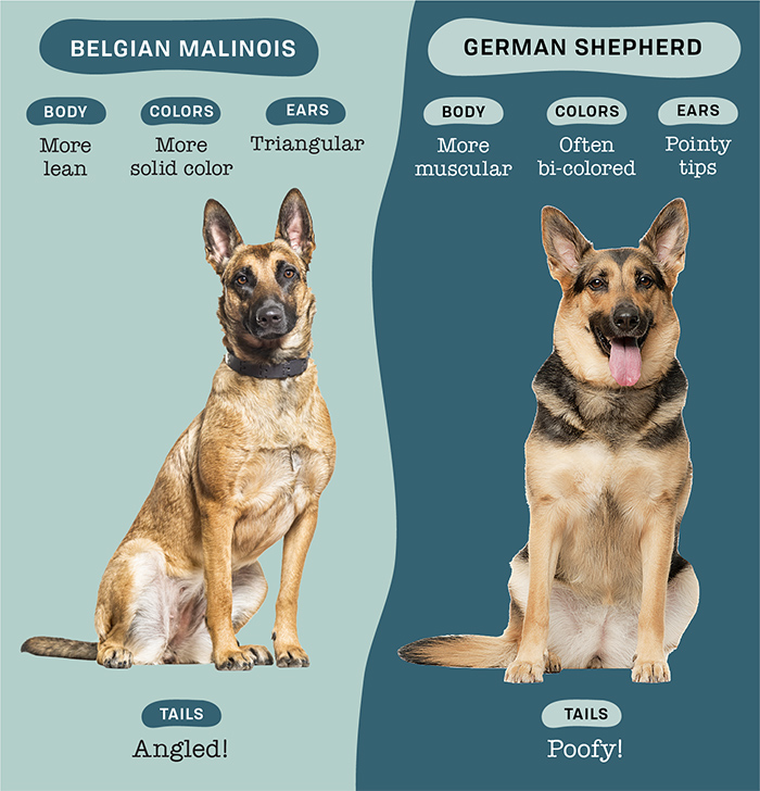 Phân biệt chó Becgie Đức và Malinois