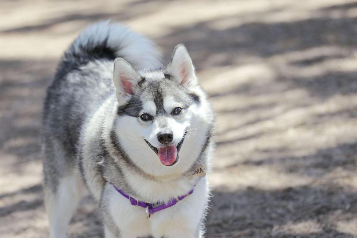 Chó Alaska